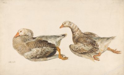 Studies of Geese av James Ward